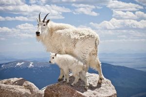 Mountain_Goat_With_Offspring_600